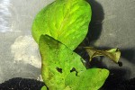 barclaya sp rotundifolia