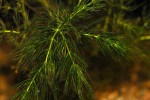 ceratophyllum demersum foxtail