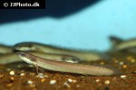 polypterus senegalus