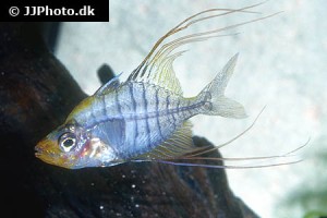 Glass Perch / Glassfish