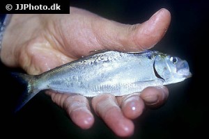 Herring / Anchovy types