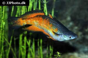 Rainbowfish types