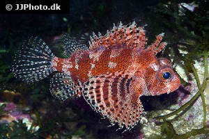 Scorpionfish types