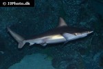 carcharhinus plumbeus