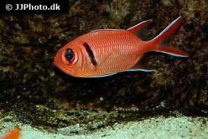 Soldierfish
